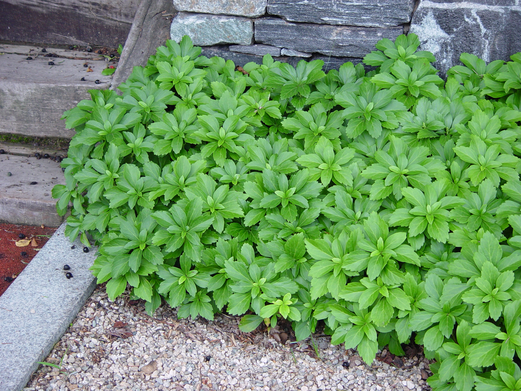 Pachysandra terminali